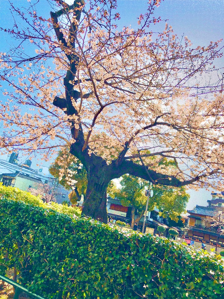 ☆桜(*^_^*)☆